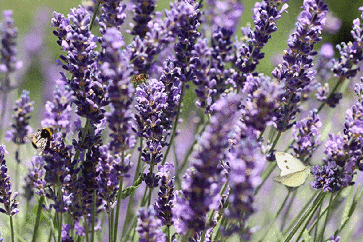 Ein Schmetterlink und mehrere Bienen sitzen im lilanen Lavendel.