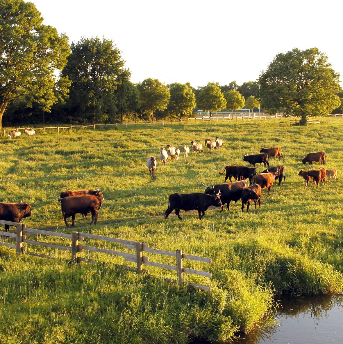 Mehrere Herden von Wildpferden und Heckrindern ziehen durch die grün bewachsenen Flächen in der Steveraue.