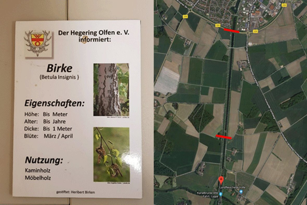 Die Grafik zeigt zum Einen die Strecke an der Alten Fahrt auf der die Lehrtafeln aufgestellt wurden und zum anderen ein Beispiel für eine Lehrtafel. Auf der gezeigten Tafel steht: Der Hegering Olfen e. V. informiert: BIRKE (Betula Insignis) - Eigenschaften: Dicke bis 1 Meter, Blüte im März/April und Nutzung als Kamin- und Möbelholz