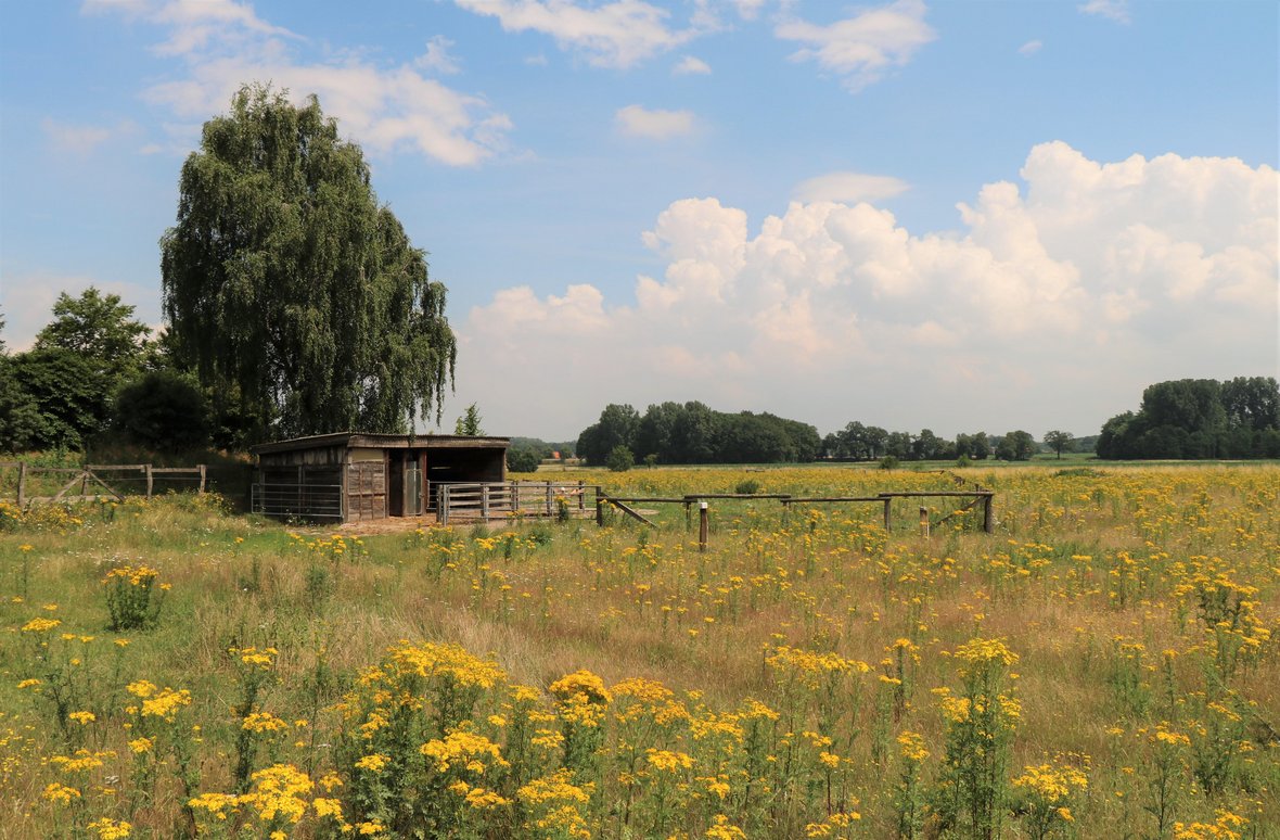 Ausblick auf die Steveraue in Olfen, im Hintergrund ist der Esel-Stall zu sehen.