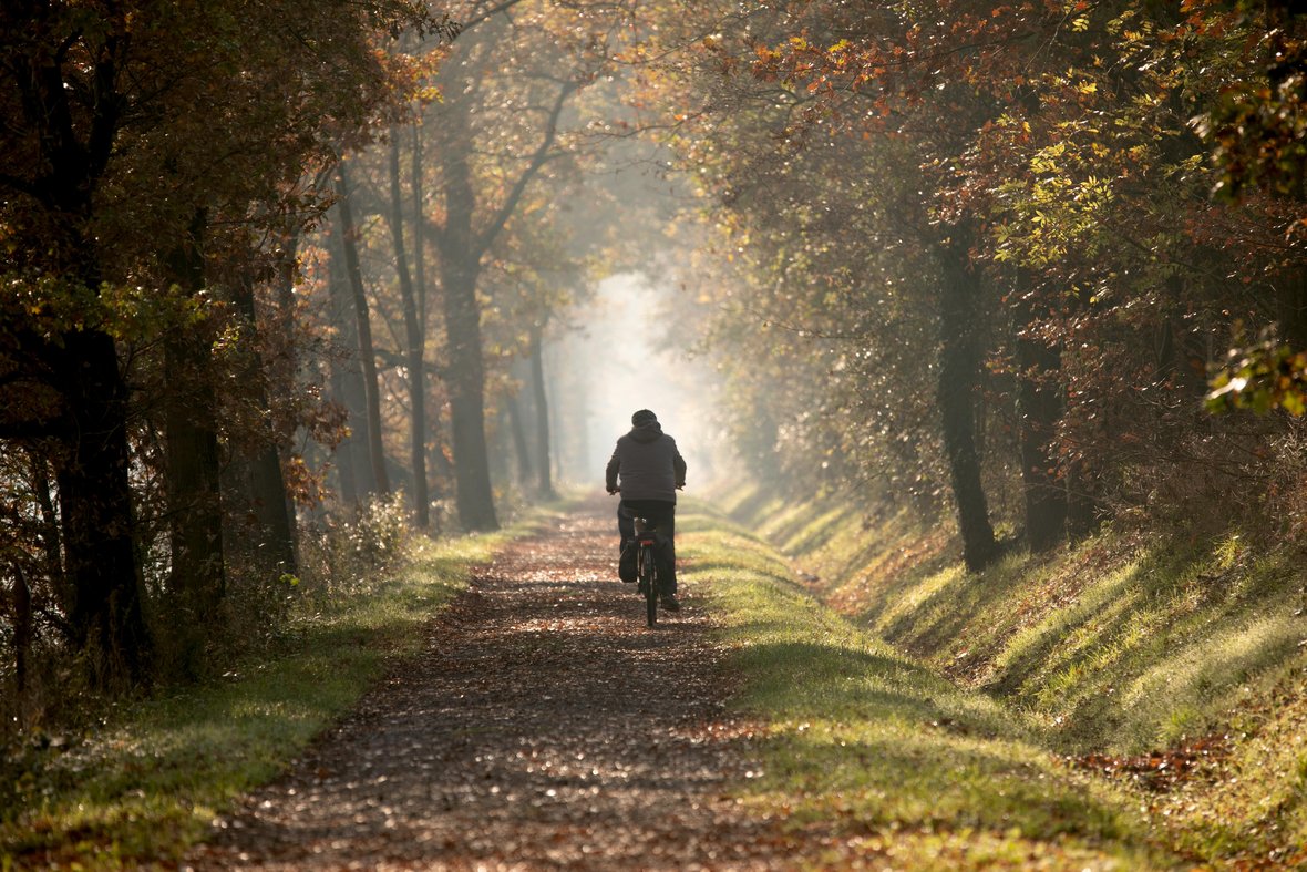 Ein Fahrradfahrer fährt auf einem Radweg mitten durch den Wald.