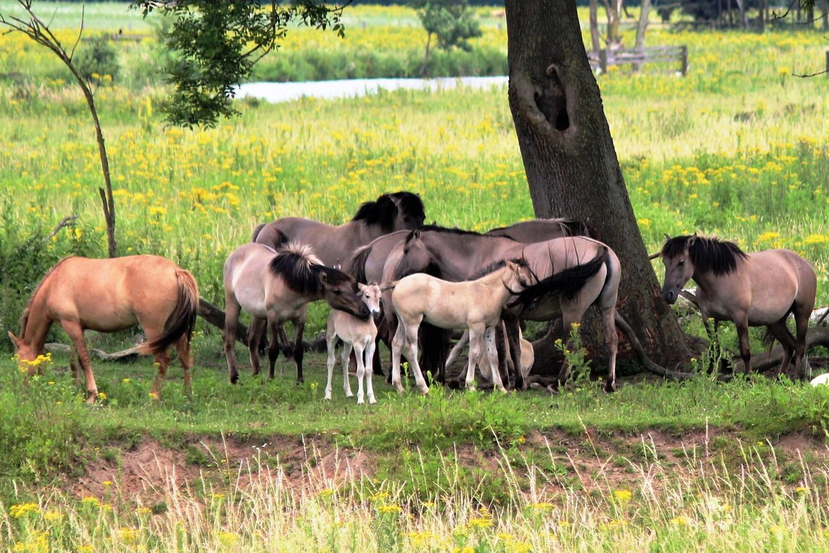 Mehrere Wildpferde (Koniks) stehen unter einem Baum in der Steveraue.