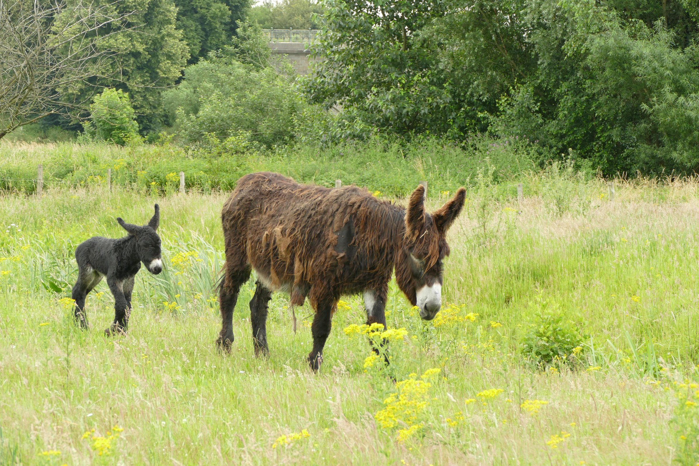 Ein brauner Poitou-Esel mt einem dunkelbraunen Eselfohlen laufen durch die grüne Wiese in der Olfener Steveraue.