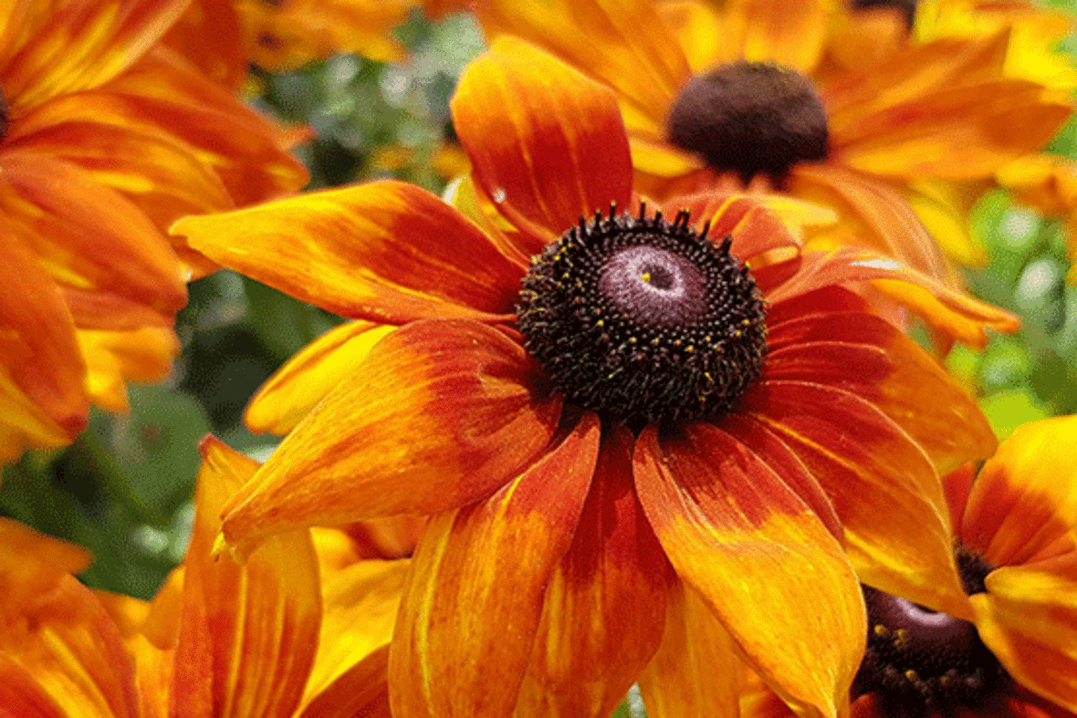 Viele gelb-orangene Sonnenhut-Blumen sind auf dem Foto zu erkennen.