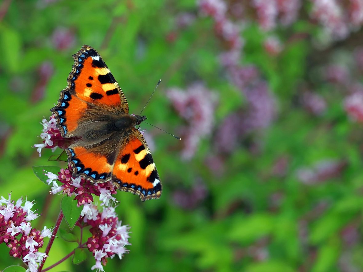 Auf dem Bild ist ein orangefarbener Schmettrling auf einer weiß-pinken Blume zu sehen.