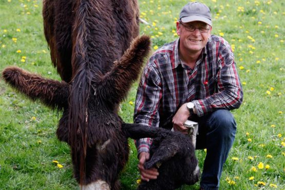Norbert Niewind kniet neben einem der Poitou-Esel in der Steveraue.