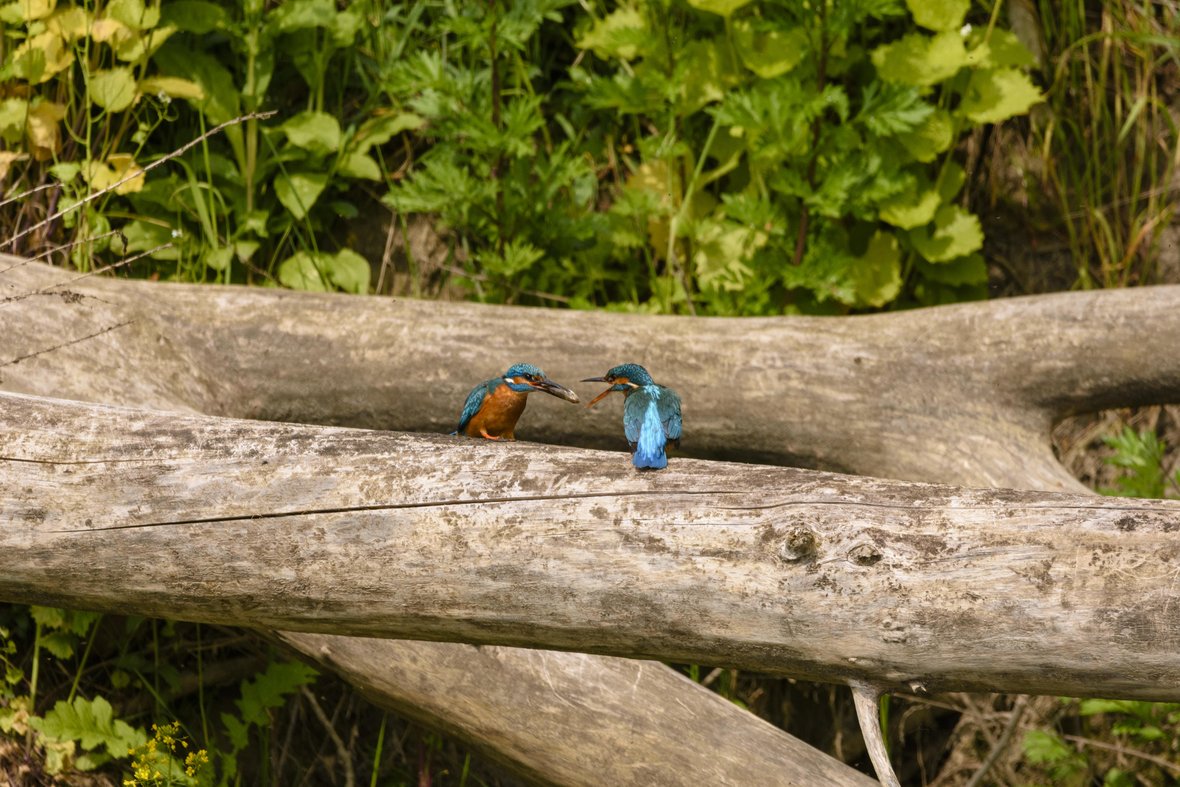 Zwei Eisvögel sitzen auf einem umgefallenen Baum. Der eine reicht dem anderen einen Fisch.