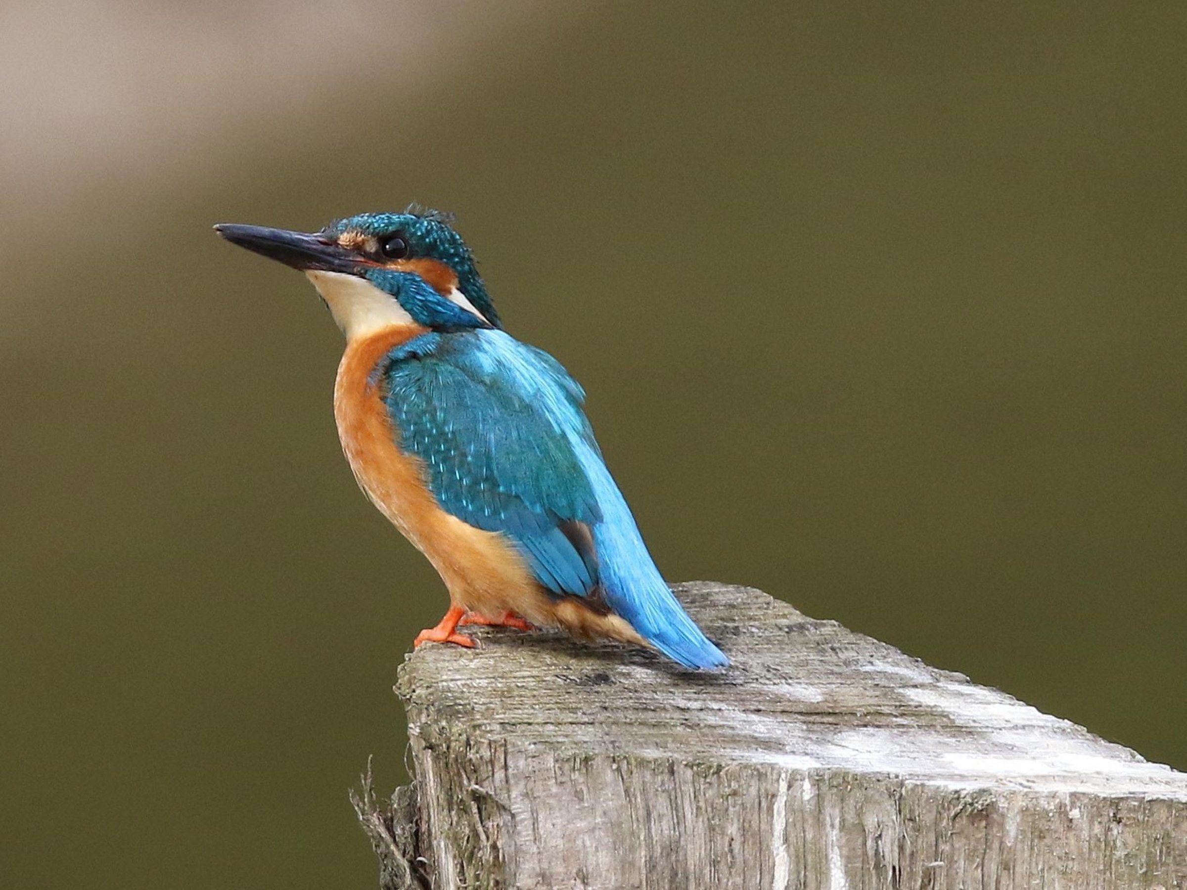 Der Eisvogel mit seinen hellblauen Federn und dem orangenem Bauch sitzt auf einem Holzpfahl und schaut in die Luft.