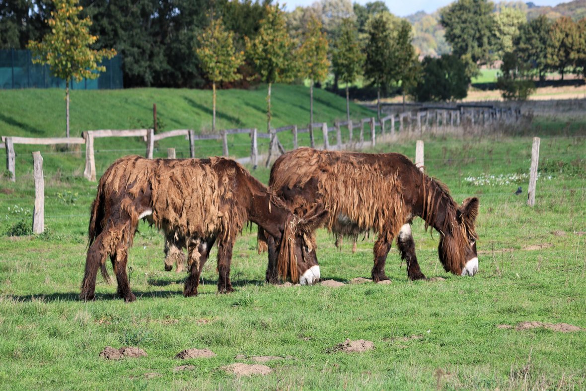 Zwei der braunen Poitouesel stehen auf einer grünen Fläche in der Steveraue und grasen.