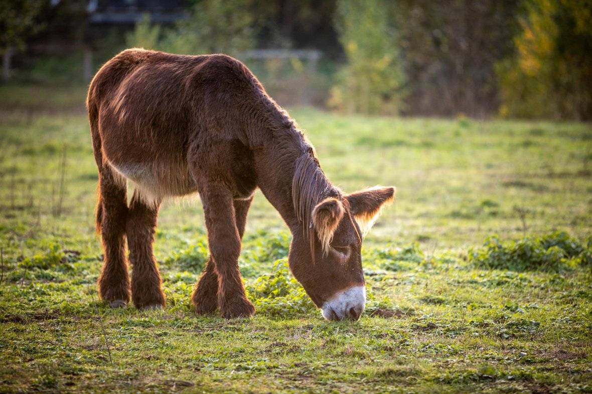 Einer der braunen Poitou-Esel in der Steveraue Olfen grast auf einer grünen Wiese.