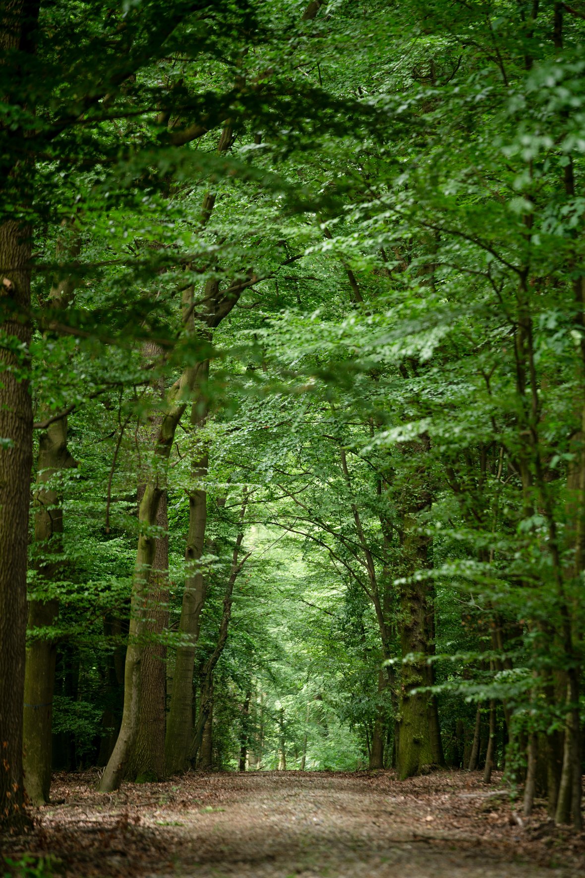 Eine Allee im Wald des Ruhewaldes Sandfort.