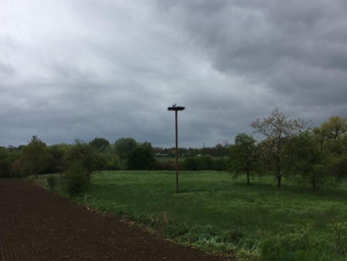 Auf dem Foto ist der aufgestellte Storchenhorst von Rischen zu erkennen. Darin befindet sich ein Storch.