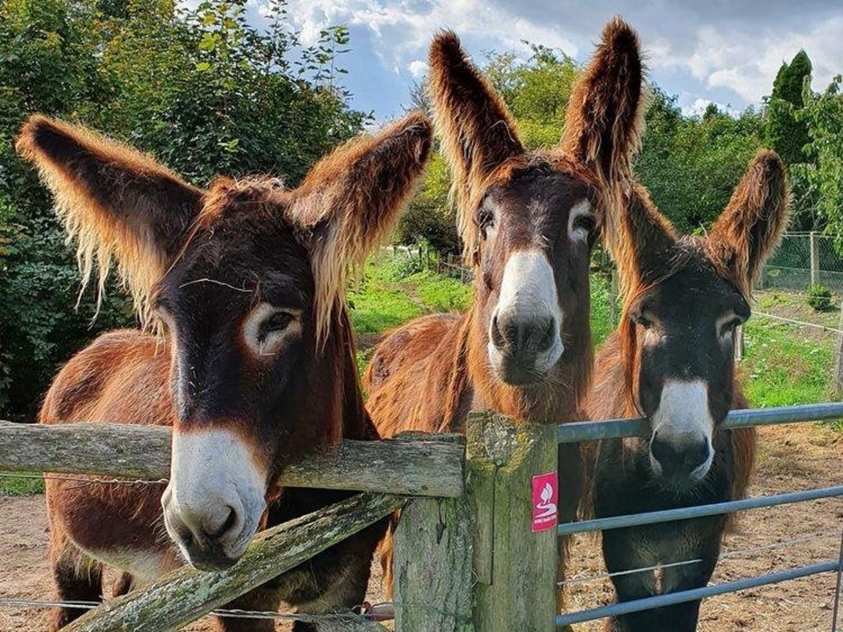 Drei braune Poitou-Esel schauen über den Zaun in den Steverauen. Darunter ist der pink-weiße Aufkleber des Hohe Mark Steigs zu erkennen.