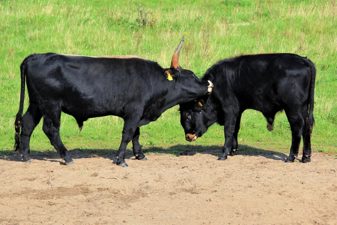Zwei schwarze Jungbullen spielen miteinander in der Steveraue. .