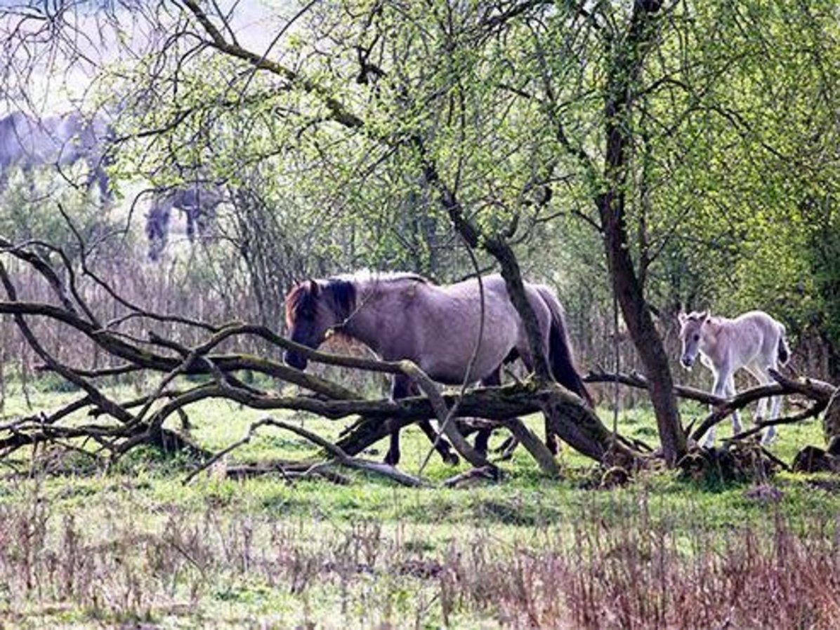 Zu sehen sind sind zwei Wildpferde - eine Stute mit ihrem Fohlen. Sie laufen hintereinander her. Im Vordergrund ein großer Ast im Hintergrund sind zwei weitere grasende Wildpferde zu sehen.