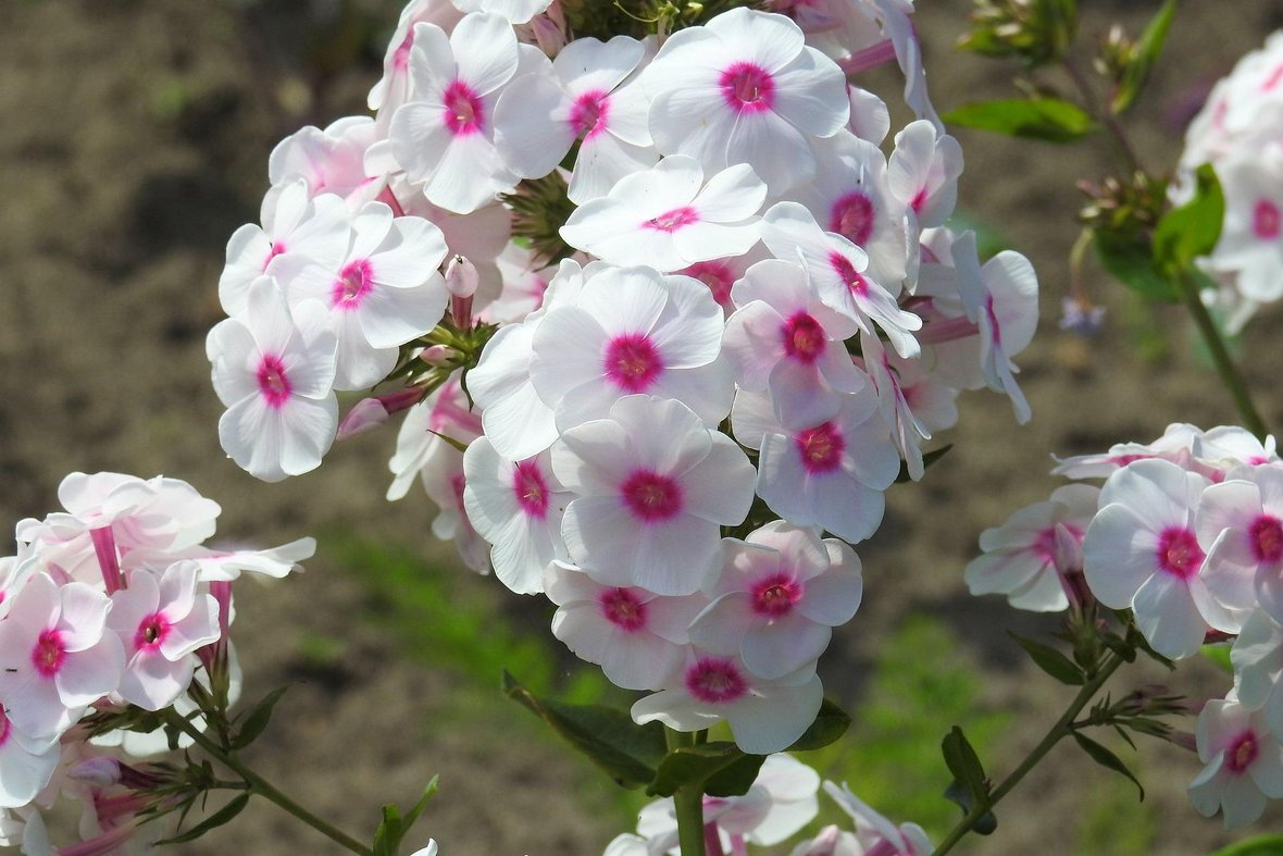 Auf dem Bild sind weiße Phlox-Blumen zu sehen. In der Mitte sind die jeweils rosa-pink.