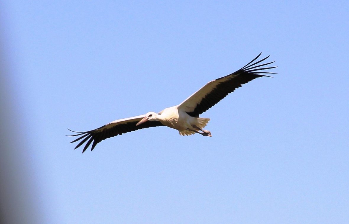 Das Foto zeigt einen Weißstorch mit ausgebreiteten Flügeln in der Luft. 