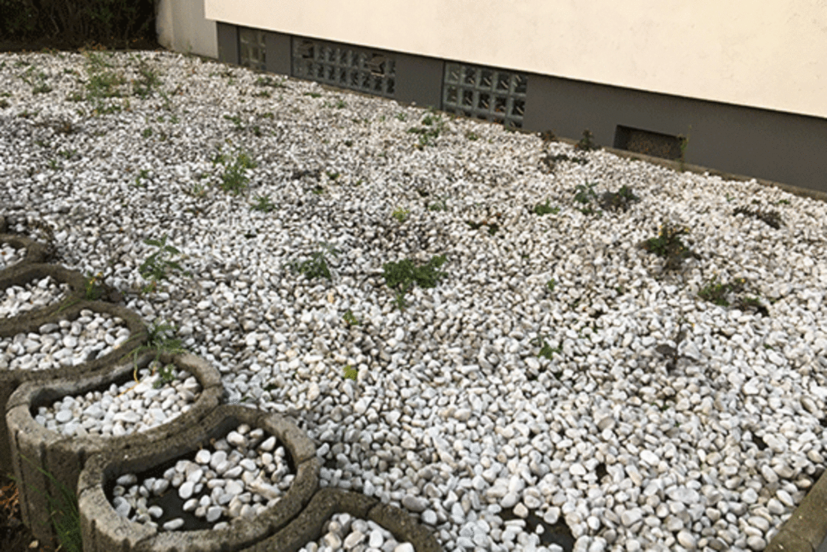 Auf dem Foto ist ein großes Kiesbeet mit Unkraut in einem Vorgarten zu erkennen.